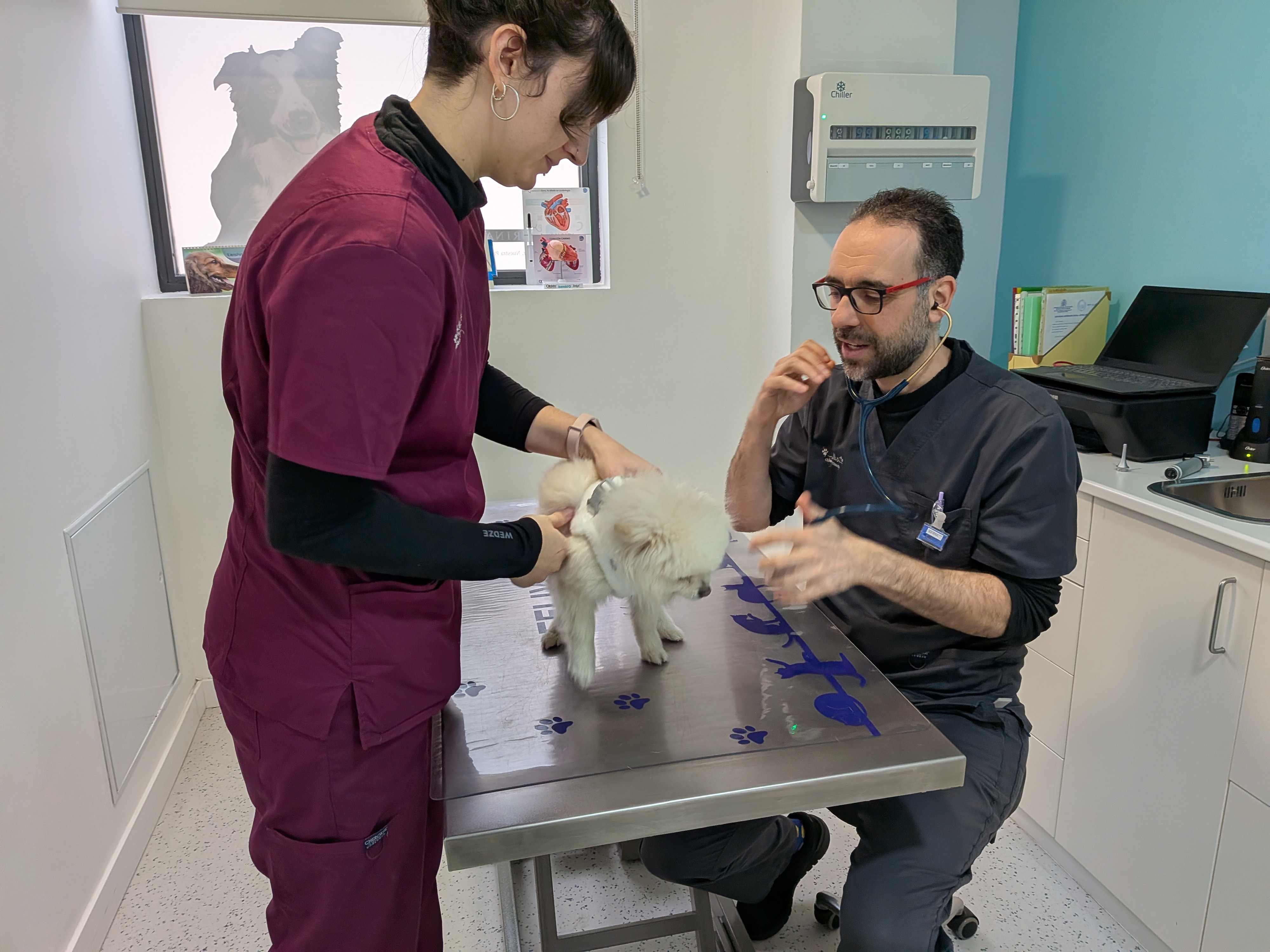 Medicina felina Salamanca