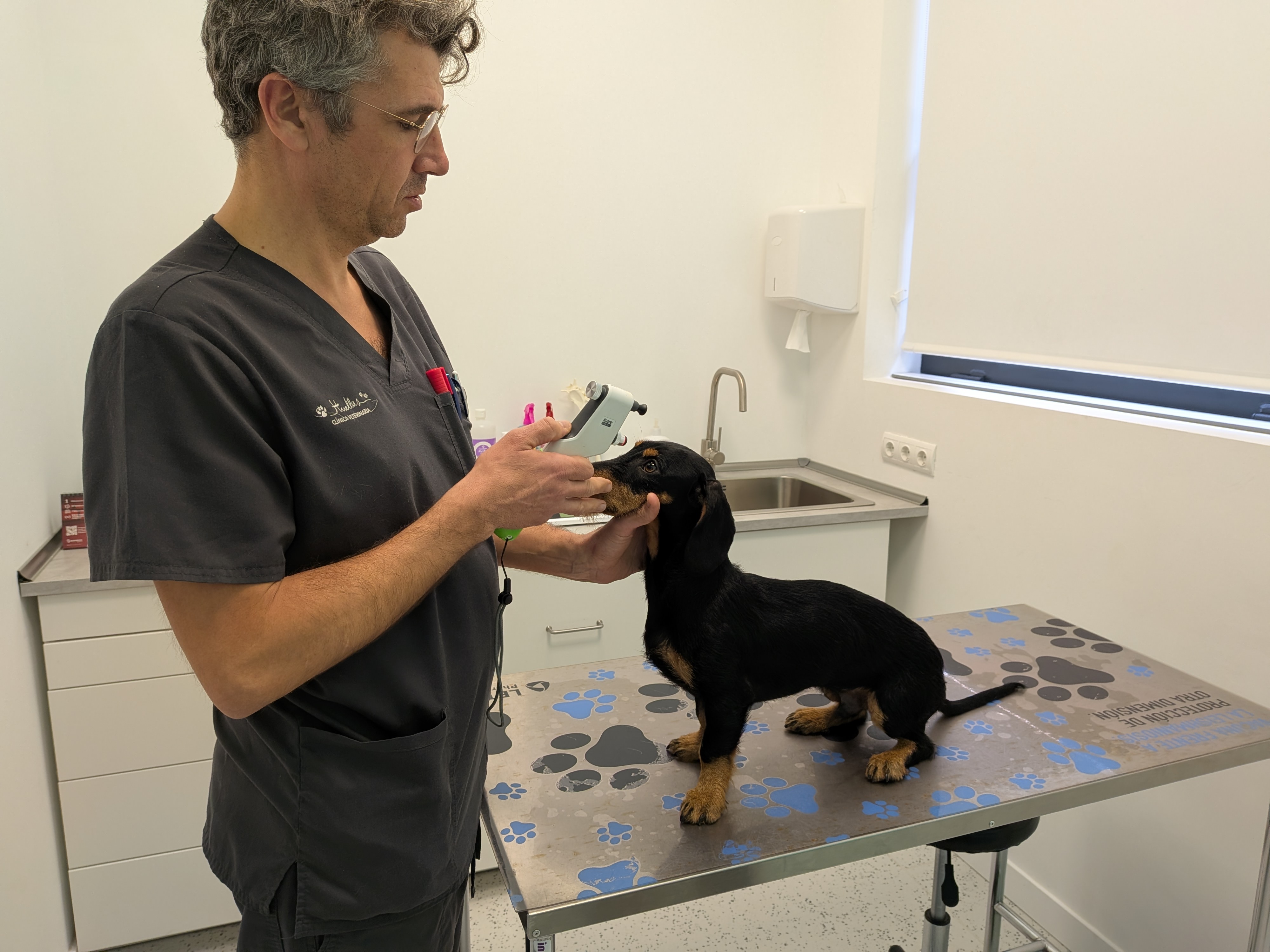 Oftalmología veterinaria
